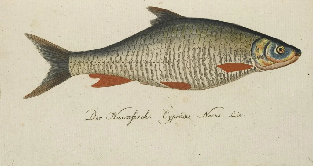 An illustration from (Band 3): Drittes Hundert oder III. Band, 1802, leaf 128