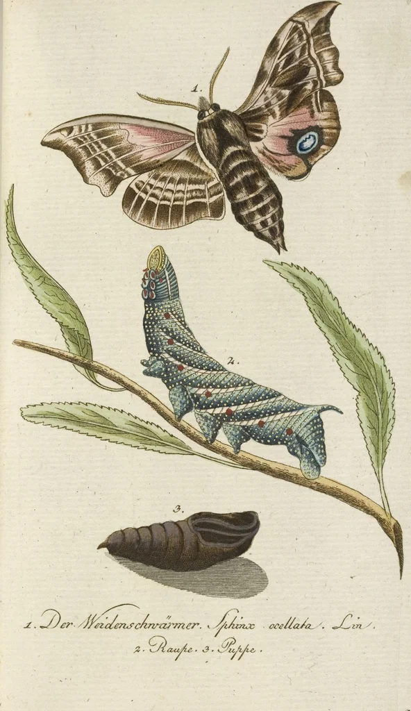 An illustration from (Band 3): Drittes Hundert oder III. Band, 1802, leaf 129