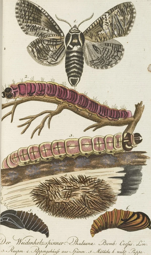 An illustration from (Band 3): Drittes Hundert oder III. Band, 1802, leaf 130