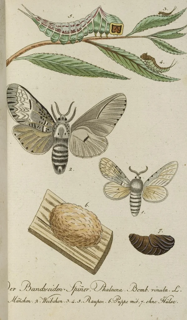 An illustration from (Band 3): Drittes Hundert oder III. Band, 1802, leaf 131