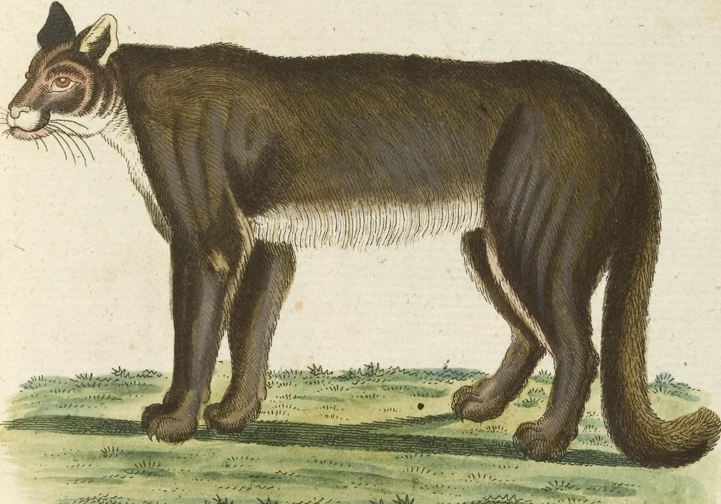 An illustration from (Band 3): Drittes Hundert oder III. Band, 1802, leaf 132