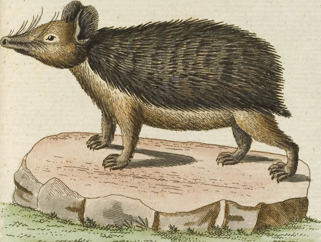 An illustration from (Band 3): Drittes Hundert oder III. Band, 1802, leaf 133