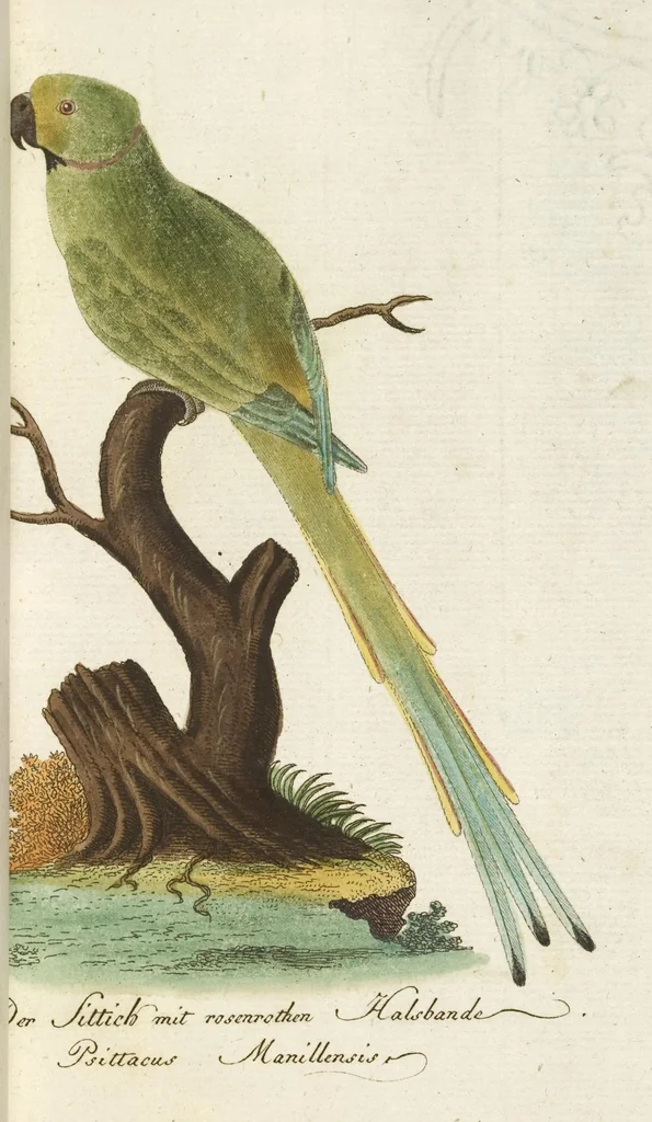 An illustration from (Band 3): Drittes Hundert oder III. Band, 1802, leaf 135