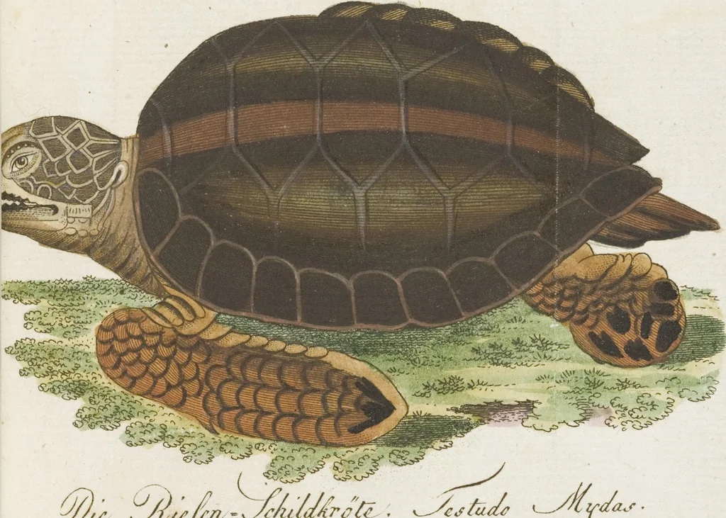 An illustration from (Band 3): Drittes Hundert oder III. Band, 1802, leaf 136