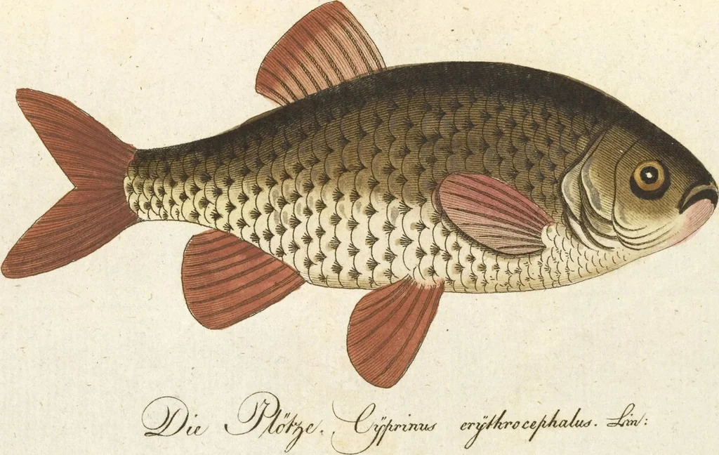 An illustration from (Band 3): Drittes Hundert oder III. Band, 1802, leaf 137
