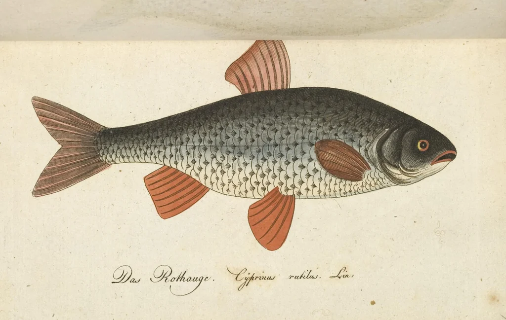 An illustration from (Band 3): Drittes Hundert oder III. Band, 1802, leaf 138