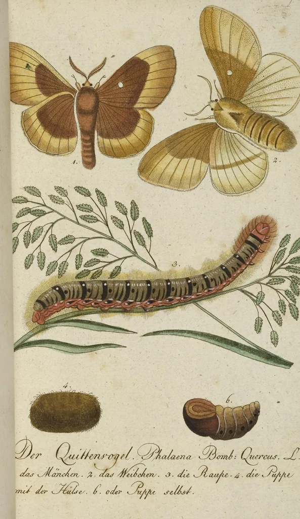 An illustration from (Band 3): Drittes Hundert oder III. Band, 1802, leaf 140