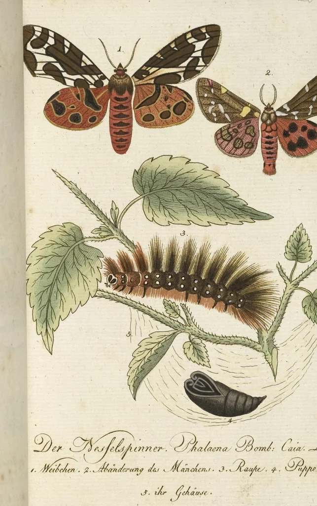 An illustration from (Band 3): Drittes Hundert oder III. Band, 1802, leaf 141