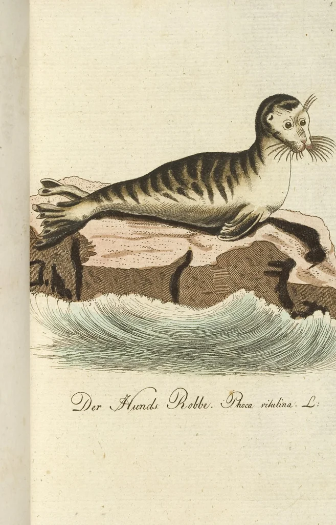An illustration from (Band 3): Drittes Hundert oder III. Band, 1802, leaf 142