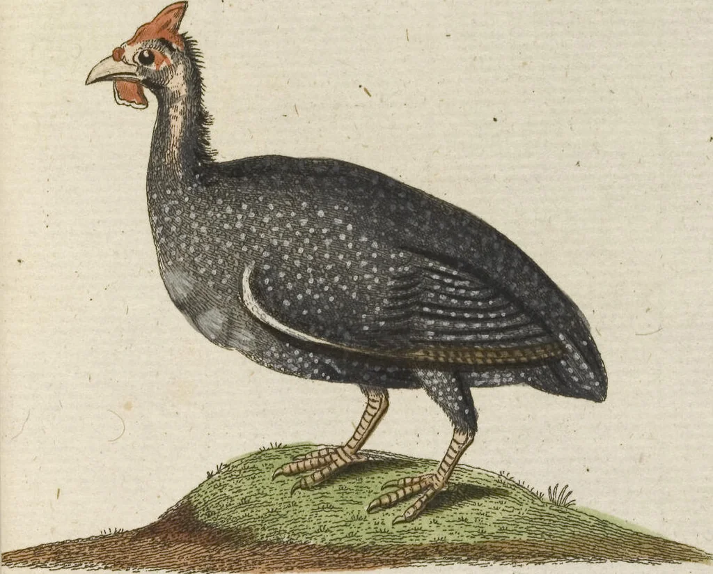 An illustration from (Band 3): Drittes Hundert oder III. Band, 1802, leaf 144