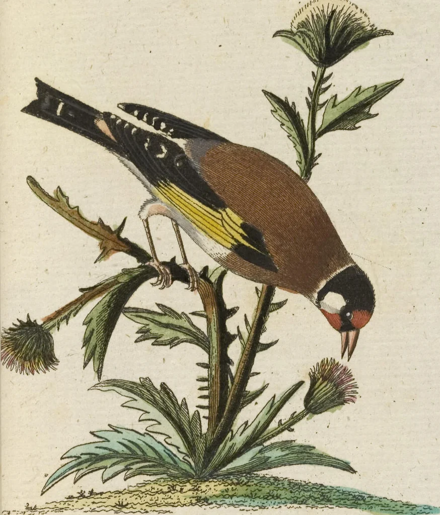 An illustration from (Band 3): Drittes Hundert oder III. Band, 1802, leaf 145