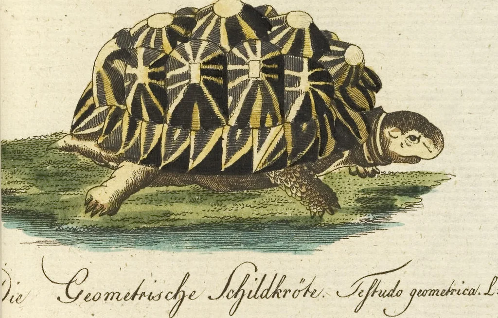 An illustration from (Band 3): Drittes Hundert oder III. Band, 1802, leaf 146