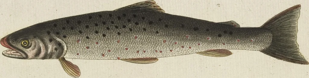 An illustration from (Band 3): Drittes Hundert oder III. Band, 1802, leaf 147