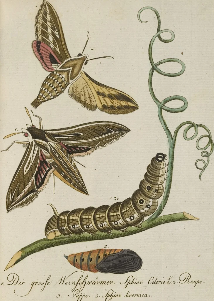 An illustration from (Band 3): Drittes Hundert oder III. Band, 1802, leaf 149