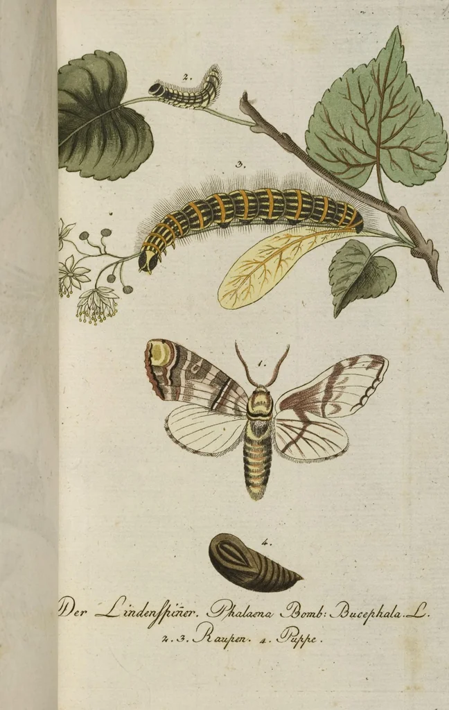 An illustration from (Band 3): Drittes Hundert oder III. Band, 1802, leaf 150