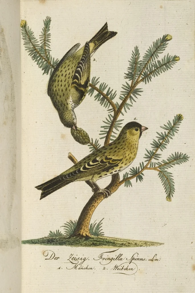 An illustration from (Band 3): Drittes Hundert oder III. Band, 1802, leaf 155