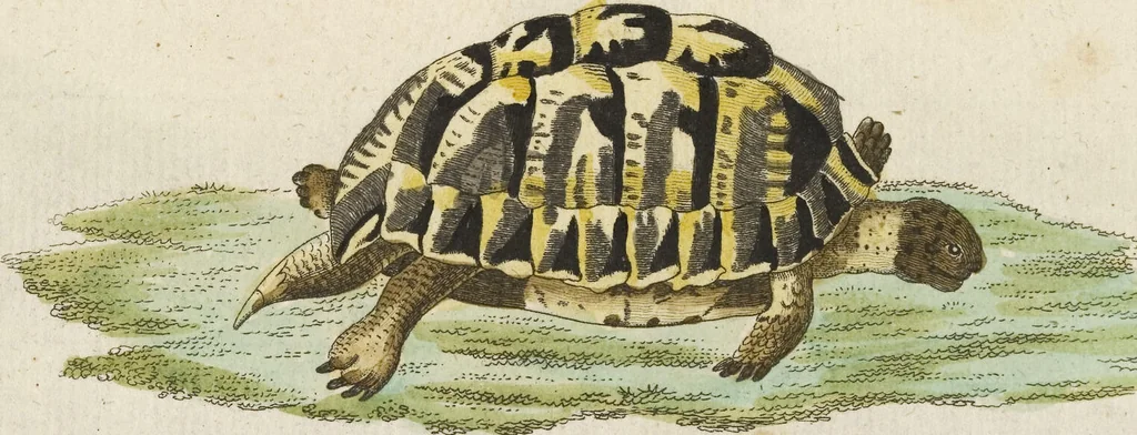 An illustration from (Band 3): Drittes Hundert oder III. Band, 1802, leaf 156