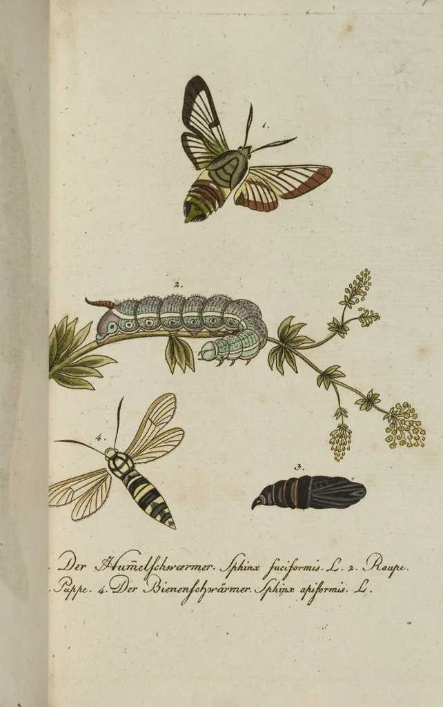 An illustration from (Band 3): Drittes Hundert oder III. Band, 1802, leaf 158