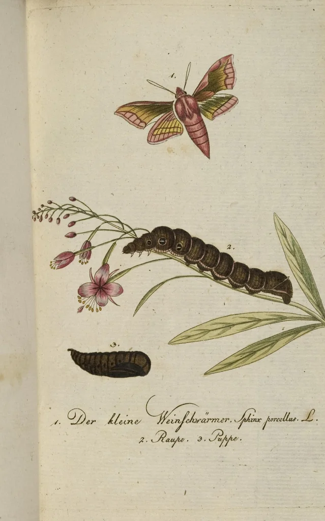 An illustration from (Band 3): Drittes Hundert oder III. Band, 1802, leaf 159