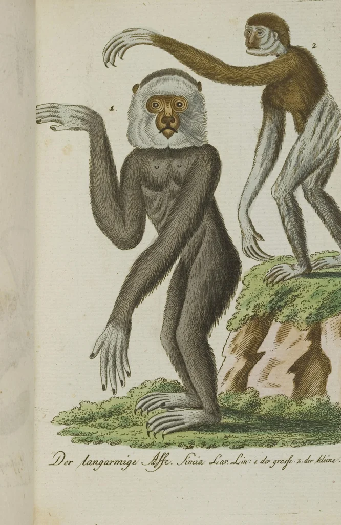An illustration from (Band 3): Drittes Hundert oder III. Band, 1802, leaf 162