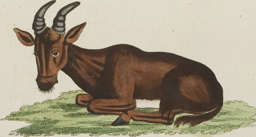 An illustration from (Band 3): Drittes Hundert oder III. Band, 1802, leaf 163