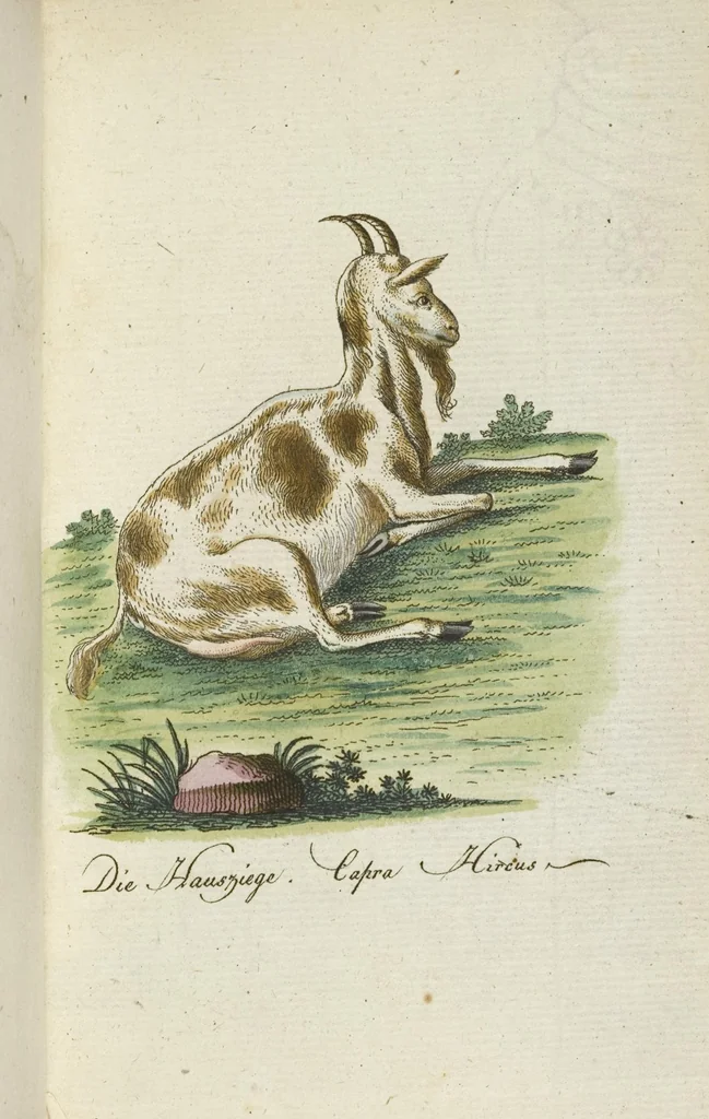 An illustration from (Band 3): Drittes Hundert oder III. Band, 1802, leaf 165