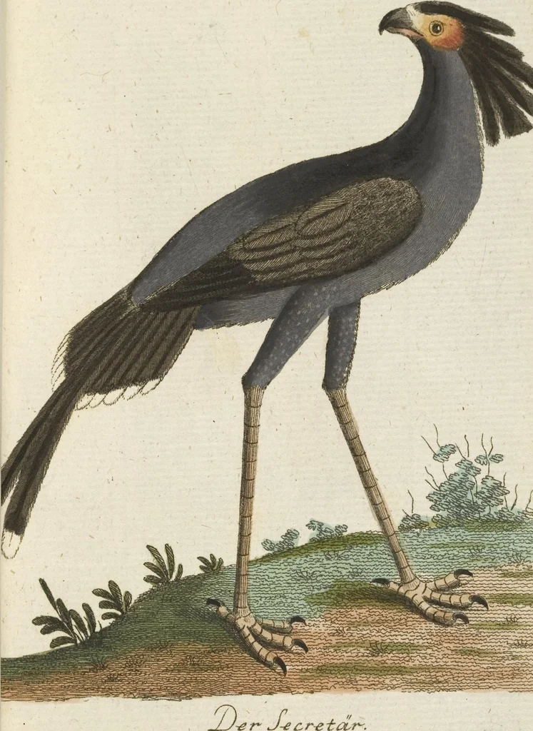 An illustration from (Band 3): Drittes Hundert oder III. Band, 1802, leaf 166