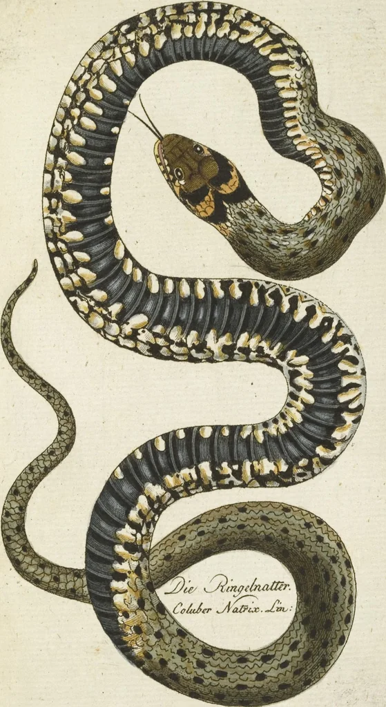 An illustration from (Band 3): Drittes Hundert oder III. Band, 1802, leaf 169