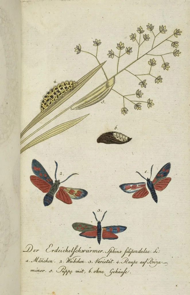 An illustration from (Band 3): Drittes Hundert oder III. Band, 1802, leaf 170