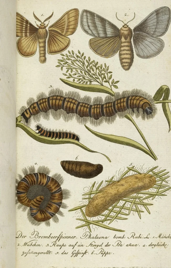 An illustration from (Band 3): Drittes Hundert oder III. Band, 1802, leaf 171