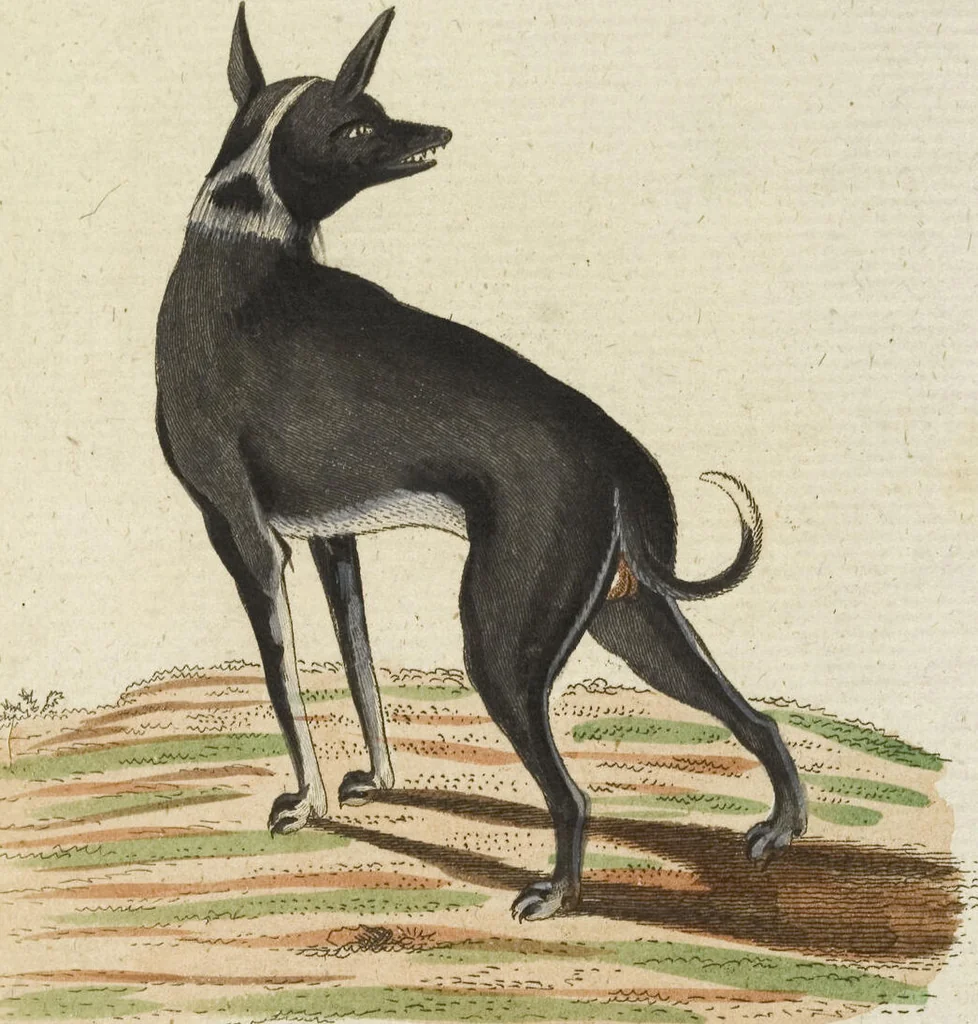 An illustration from (Band 3): Drittes Hundert oder III. Band, 1802, leaf 173