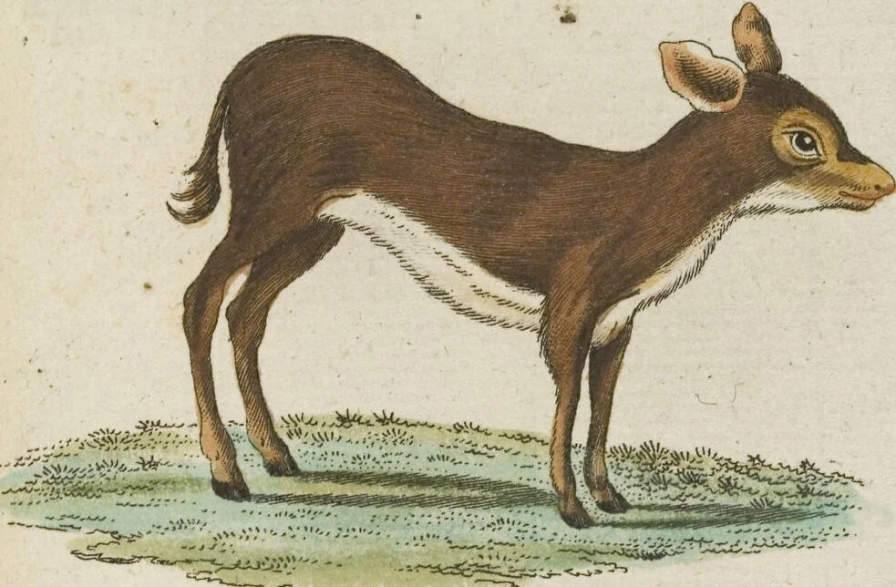 An illustration from (Band 3): Drittes Hundert oder III. Band, 1802, leaf 174