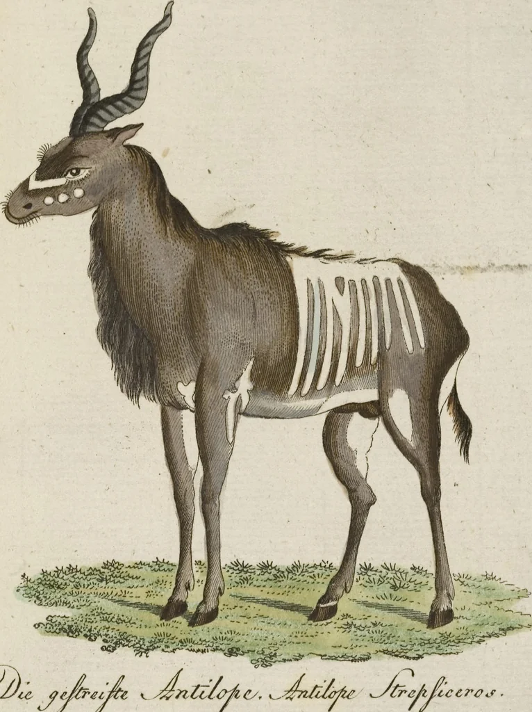 An illustration from (Band 3): Drittes Hundert oder III. Band, 1802, leaf 175