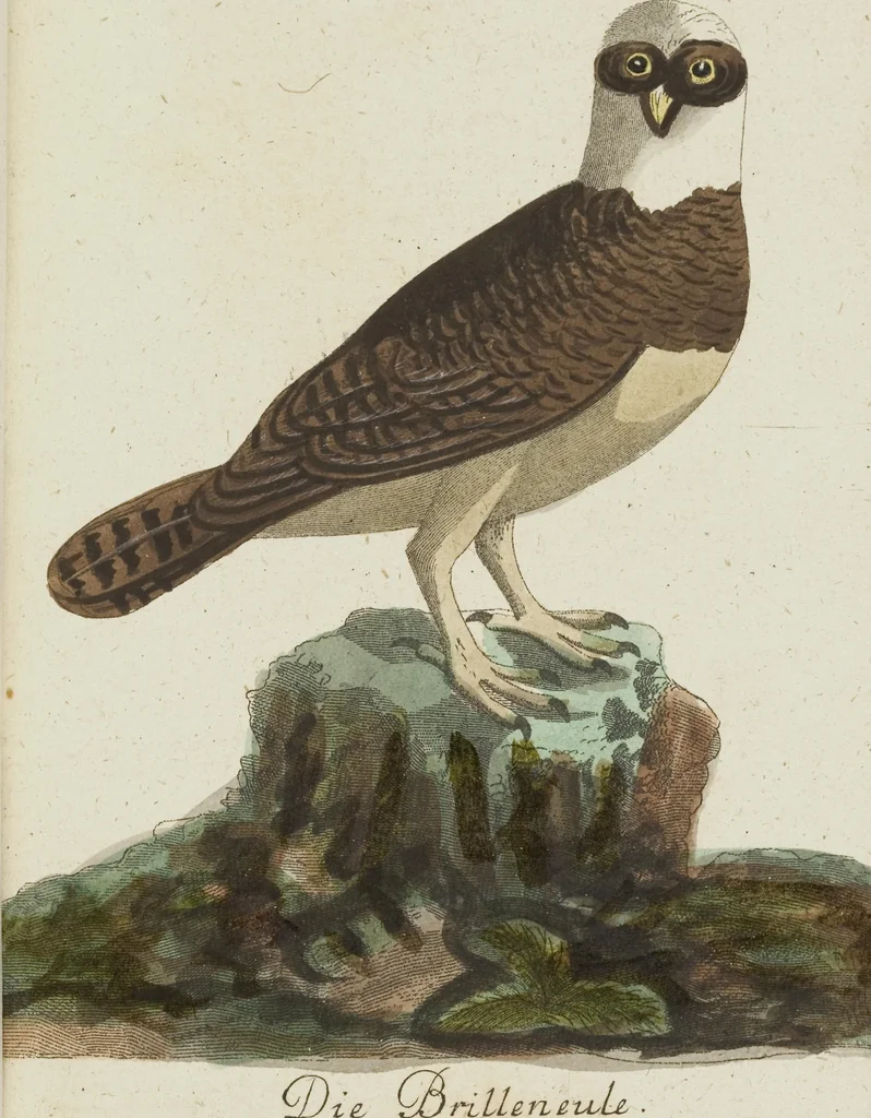 An illustration from (Band 3): Drittes Hundert oder III. Band, 1802, leaf 176