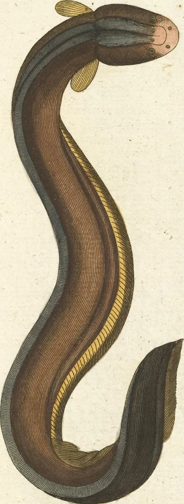 An illustration from (Band 3): Drittes Hundert oder III. Band, 1802, leaf 178