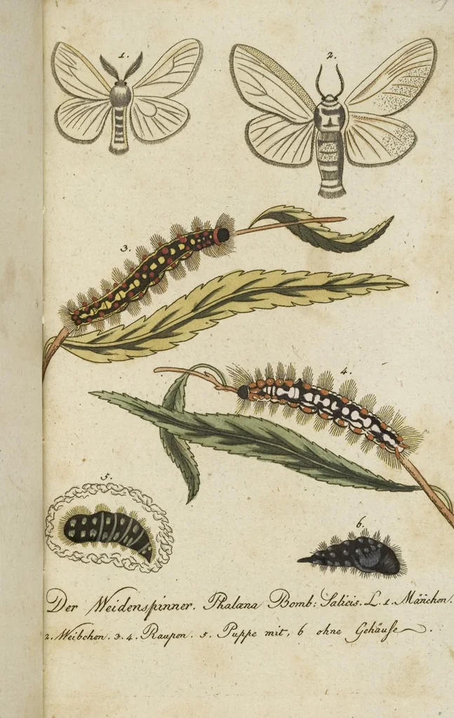 An illustration from (Band 3): Drittes Hundert oder III. Band, 1802, leaf 181