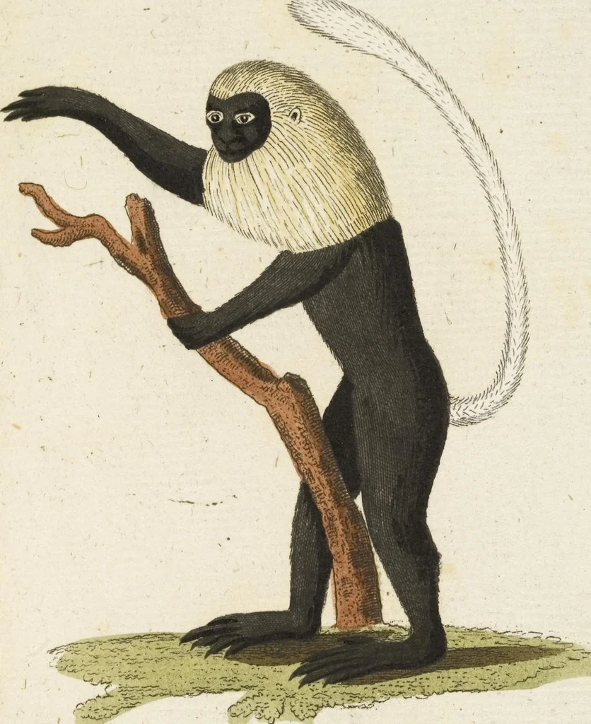 An illustration from (Band 3): Drittes Hundert oder III. Band, 1802, leaf 182
