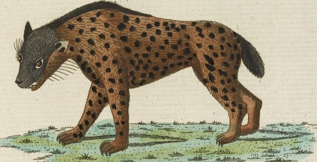 An illustration from (Band 3): Drittes Hundert oder III. Band, 1802, leaf 184