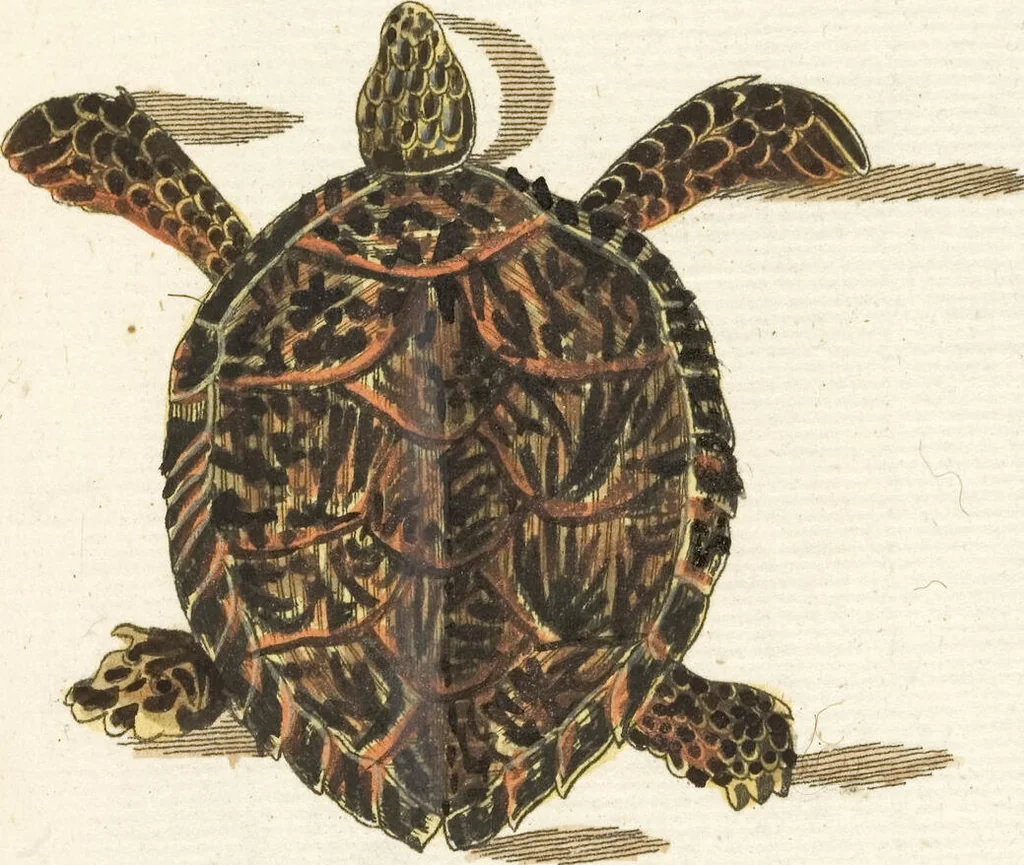An illustration from (Band 3): Drittes Hundert oder III. Band, 1802, leaf 187