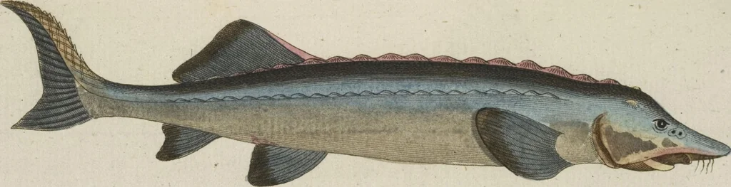 An illustration from (Band 3): Drittes Hundert oder III. Band, 1802, leaf 188