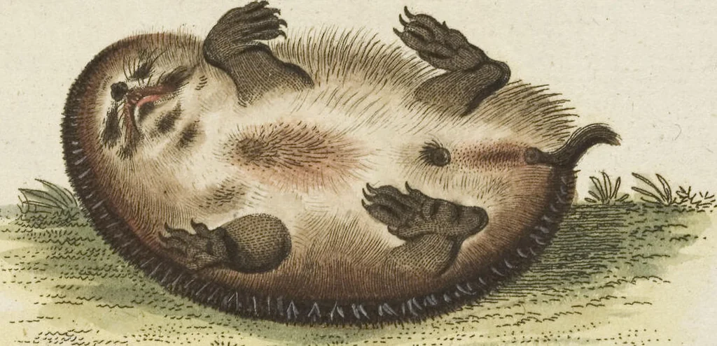 An illustration from (Band 3): Drittes Hundert oder III. Band, 1802, leaf 193