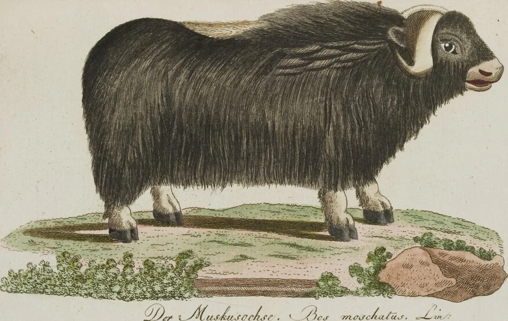 An illustration from (Band 3): Drittes Hundert oder III. Band, 1802, leaf 194