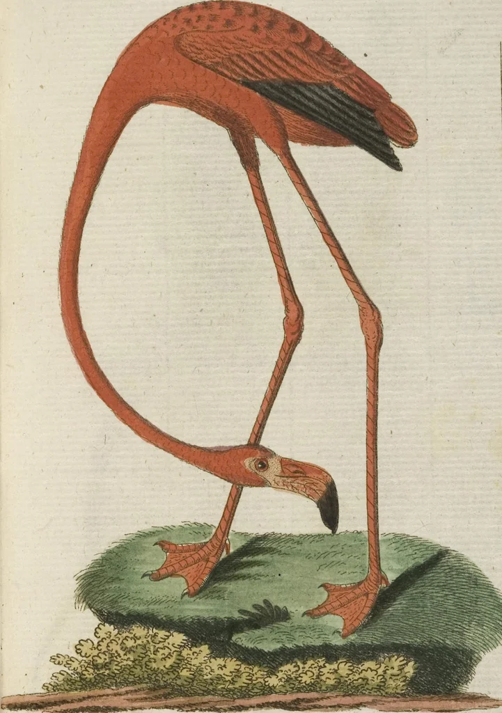 An illustration from (Band 3): Drittes Hundert oder III. Band, 1802, leaf 196
