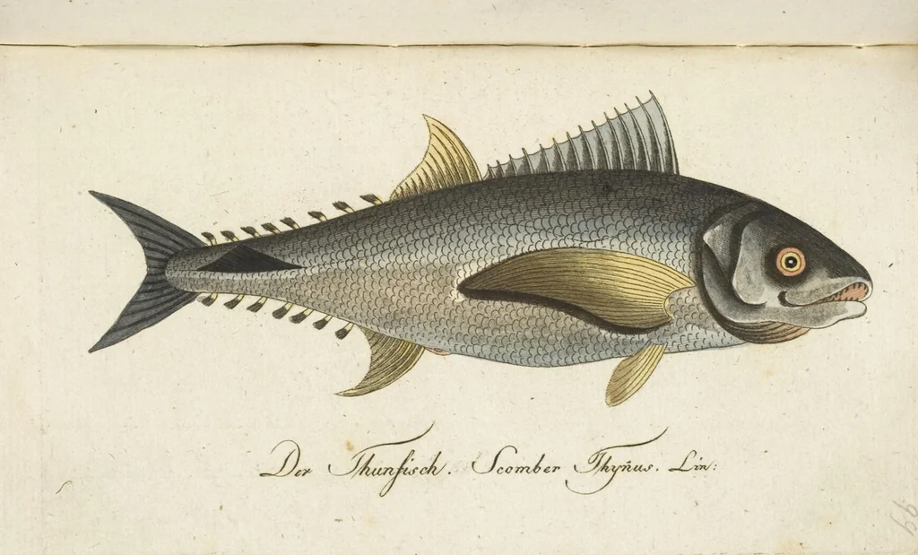 An illustration from (Band 3): Drittes Hundert oder III. Band, 1802, leaf 200