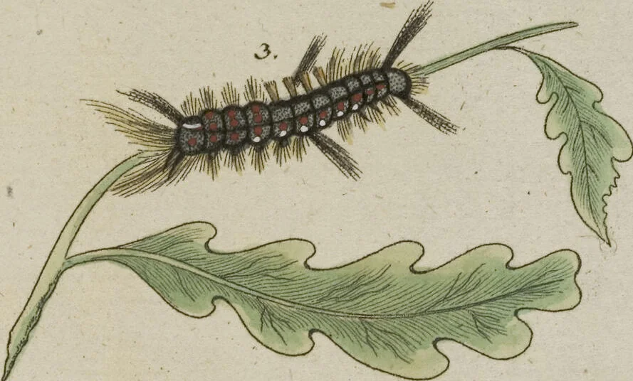 An illustration from (Band 3): Drittes Hundert oder III. Band, 1802, leaf 201