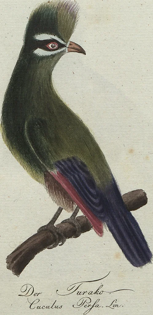 An illustration from (Band 4): Viertes Hundert, 1802, leaf 100