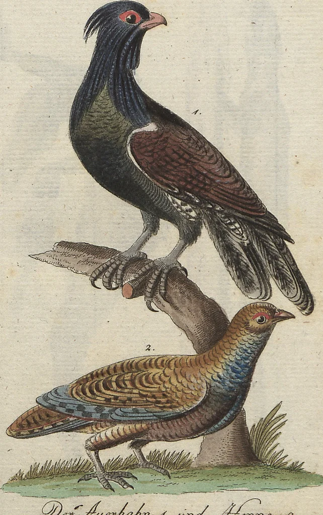 An illustration from (Band 4): Viertes Hundert, 1802, leaf 101