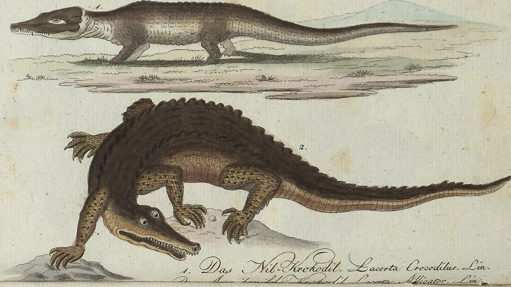 An illustration from (Band 4): Viertes Hundert, 1802, leaf 102
