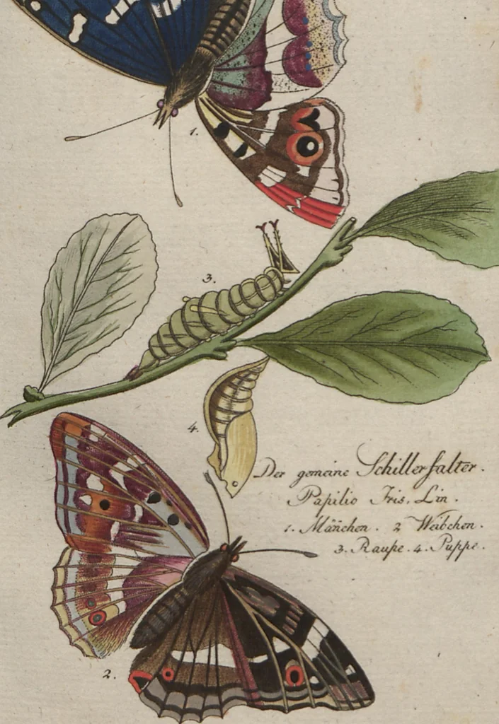 An illustration from (Band 4): Viertes Hundert, 1802, leaf 104