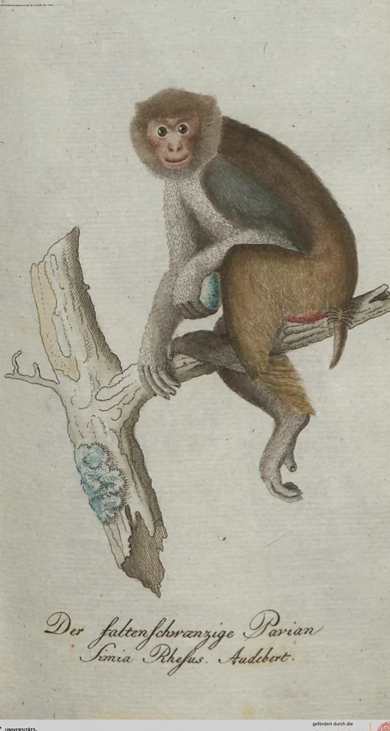 An illustration from (Band 4): Viertes Hundert, 1802, leaf 107